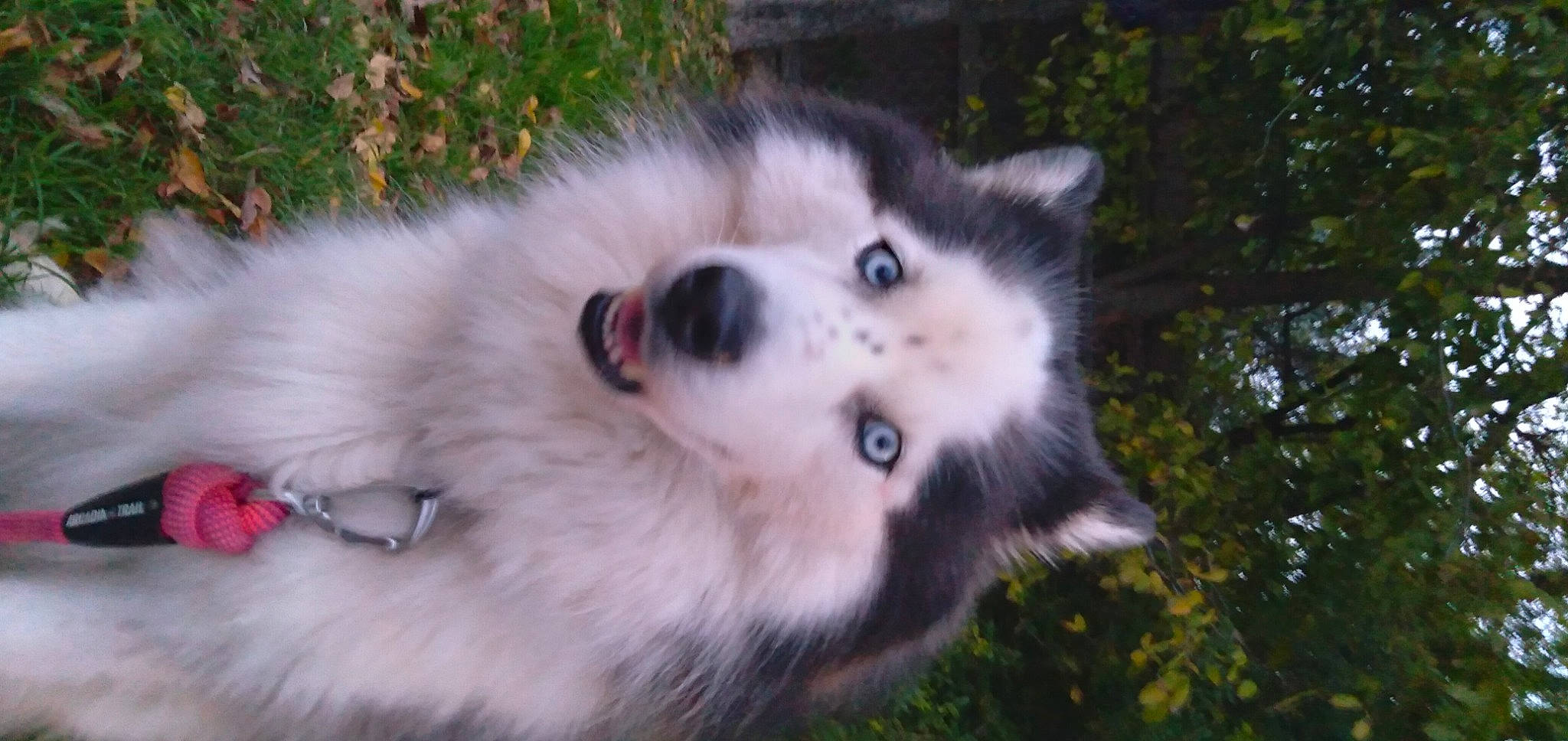 Moon joined the competition — help win amazing prizes! canidae, carnivore, companion_dog, dog, dog_breed, fawn, fur, german_spitz, grass, herding_dog, plant, sled_dog, snout, spitz, sporting_group, terrestrial_animal, volpino_italiano, whiskers, working_animal, working_dog