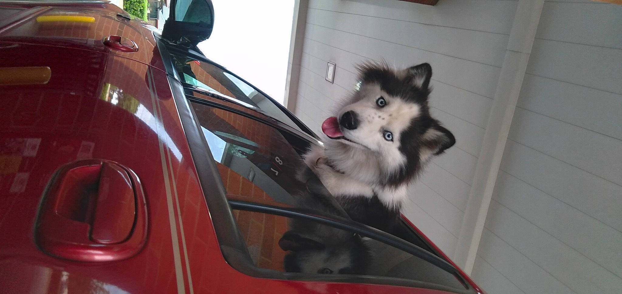 Moon joined the competition — help win amazing prizes! auto_part, automotive_design, automotive_exterior, automotive_lighting, automotive_mirror, car, carnivore, companion_dog, dog, dog_breed, fender, hood, motor_vehicle, personal_luxury_car, steering_wheel, vehicle, vehicle_door, window, windscreen_wiper, windshield