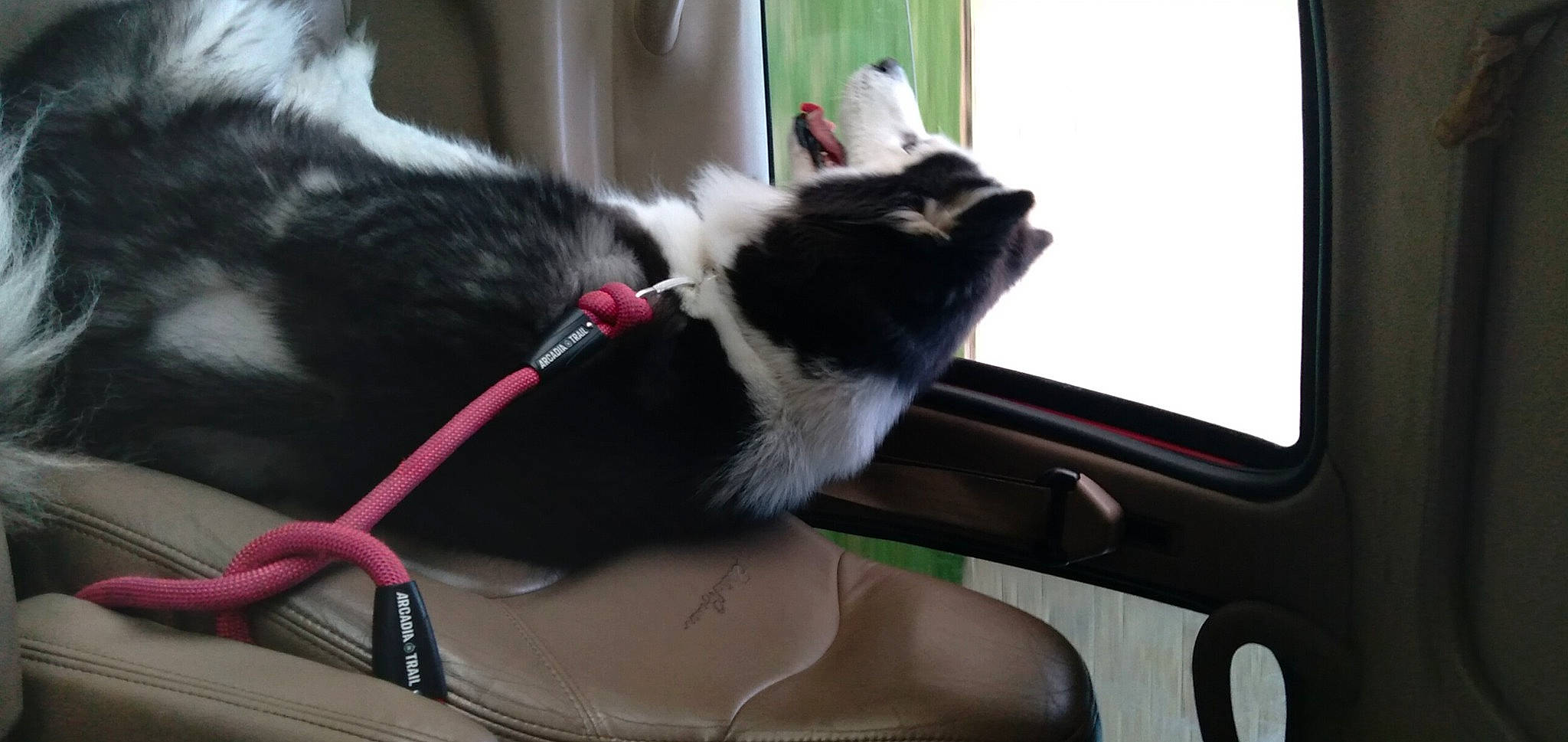 Moon is registered to the contest to win money with this photo: audio_equipment, carnivore, cat, collar, companion_dog, dog_breed, dog_collar, eyewear, fashion_accessory, felidae, fur, gadget, leash, mammal, small_to_medium_sized_cats, tail, thigh, vehicle_door, whiskers, windshield