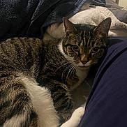 Calvin is registered to the contest to win money with this photo: cat, tabby, pet, indoor, bed, blanket, fur, whiskers, relaxing, cozy, closeup, animal, domestic, resting, comfort, paw, striped, feline, soft, curious