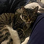 cat, tabby, pet, indoor, bed, blanket, fur, whiskers, relaxing, cozy, closeup, animal, domestic, resting, comfort, paw, striped, feline, soft, curious