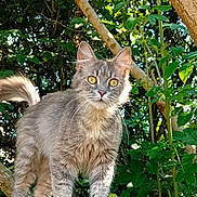 Gribouille a rejoint le concours — aidez-le/la à gagner de superbes lots ! abyssinian, angora, animal, canine, cat, dog, ivy, jungle, kitten, leaf, manx, nature, outdoors, pet, plant, siamese, tree, treetrunk, vegetation, wood