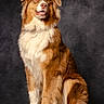 Vaïden participe au concours pour gagner de l'argent avec cette photo : dog, australian_shepherd, pet, animal, fur, brown, white, portrait, studio, sitting, fluffy, canine, friendly, tongue_out, ears, muzzle, eyes, background, indoor, photography
