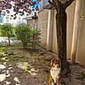 Vaïden a rejoint le concours — aidez-le/la à gagner de superbes lots ! bloom, building, canine, cherry_blossom, dog, flower, grass, leash, nature, outdoor, park, pet, shadow, shrub, sidewalk, spring, sunlight, tree, trunk, urban