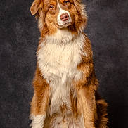 Vaïden participe au concours pour gagner de l'argent avec cette photo : animal, australian_shepherd, background, brown, canine, dog, ears, expression, eyes, fluffy, fur, indoor, looking, muzzle, paw, pet, portrait, sitting, studio, white