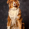 animal, australian_shepherd, background, brown, canine, dog, ears, expression, eyes, fluffy, fur, indoor, looking, muzzle, paw, pet, portrait, sitting, studio, white