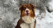 Vaïden a rejoint le concours — aidez-le/la à gagner de superbes lots ! dog, brown, white, snow, leash, frosted_bushes, outdoor, pet, canine, winter, happy, sitting, nature, fur, animal, portrait, cold, playful, friendly, face