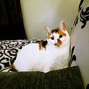 Kammy is registered to the contest to win money with this photo: cat, calico_cat, pet, bed, pillow, blanket, patterned_bedding, headboard, wall, curtain, indoor, feline, ears, whiskers, resting, cozy, portrait, looking_at_camera, furniture, domestic_animal