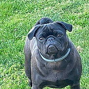 Penny joined the competition — help win amazing prizes! dog, pug, black_dog, pet, animal, grass, outdoor, garden, sitting, portrait, collar, wrinkles, short_muzzle, floppy_ears, dark_fur, front_facing, looking_at_camera, lawn, daylight, funny_expression
