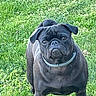 dog, pug, black_dog, pet, animal, grass, outdoor, garden, sitting, portrait, collar, wrinkles, short_muzzle, floppy_ears, dark_fur, front_facing, looking_at_camera, lawn, daylight, funny_expression