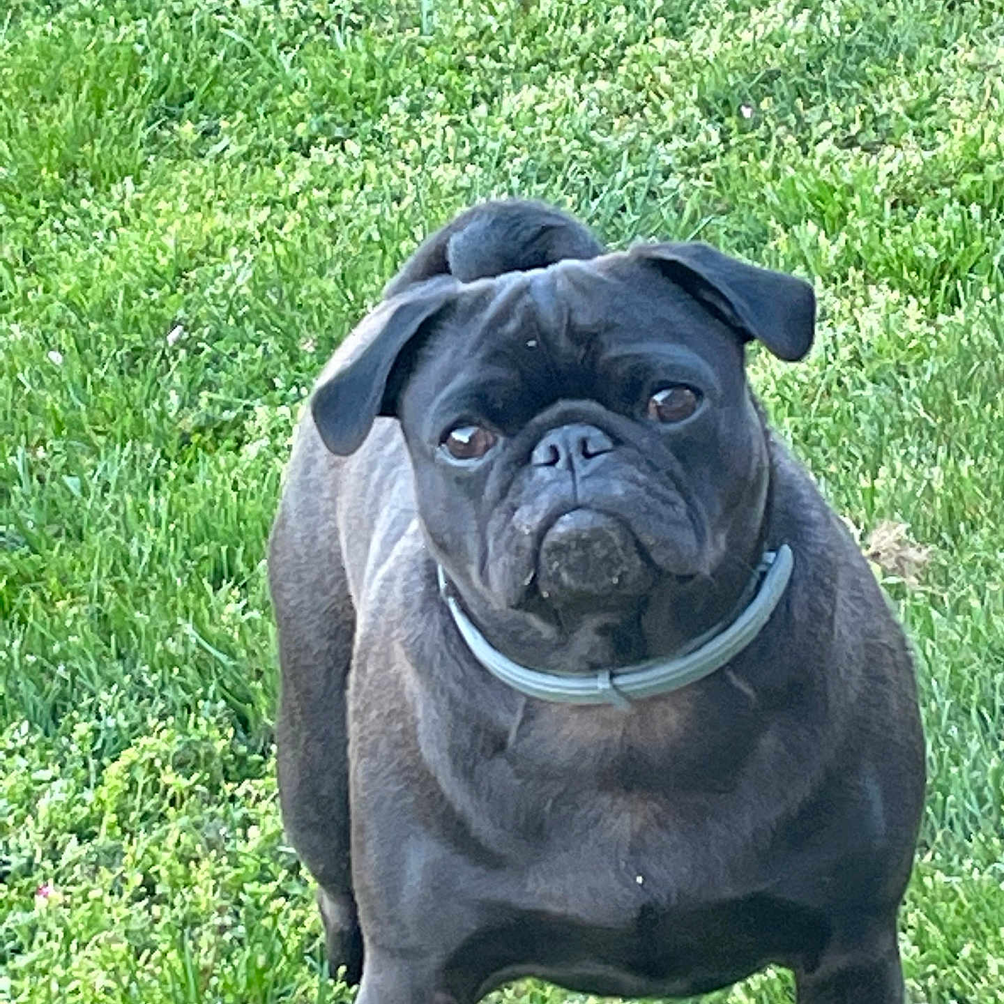 Penny