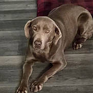 Rosie is registered to the contest to win money with this photo: dog, brown_dog, pet, canine, lying_down, floor, wooden_floor, cushion, plaid, indoor, animal, paw, ears, snout, looking, calm, resting, fur, domestic_animal, companion