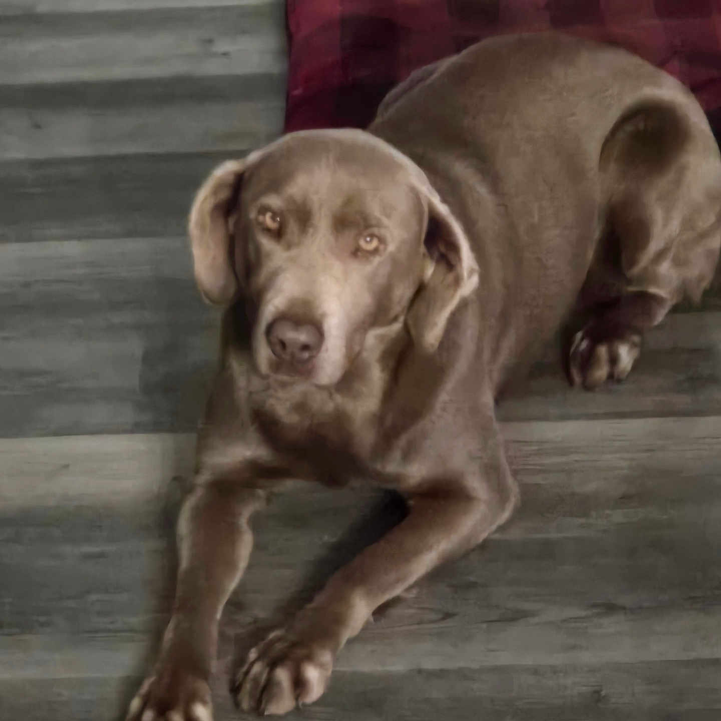 Rosie is registered to the contest to win money with this photo: animal, brown_dog, calm, canine, companion, cushion, dog, domestic_animal, ears, floor, fur, indoor, looking, lying_down, paw, pet, plaid, resting, snout, wooden_floor