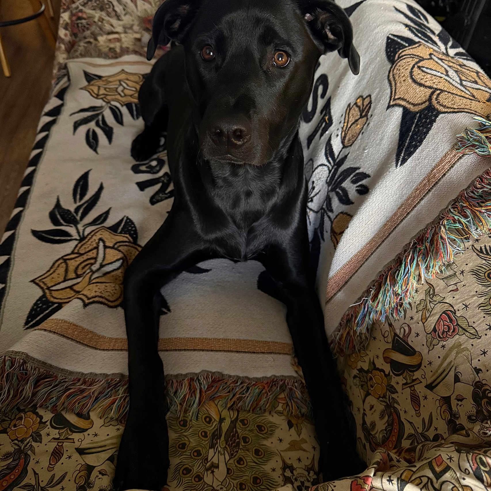 Cabela joined the competition — help win amazing prizes! animal, black_dog, blanket, brown_eyes, canine, companion, couch, curious, dog, ears, front_legs, fur, furniture, home, indoor, looking, patterned_blanket, pet, relaxed, resting