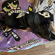 Cabela is registered to the contest to win money with this photo: dog, black_dog, hoodie, skeleton_costume, blanket, powerpuff_girls, indoor, floor, wood_floor, pet, costume, animal, cute, looking_up, canine, fabric, home, relaxed, seated, portrait