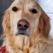 Shana a rejoint le concours — aidez-le/la à gagner de superbes lots ! dog, golden_retriever, pet, animal, close_up, portrait, fur, canine, mammal, red_bandana, indoor, face, nose, ears, whiskers, cute, friendly, companion, domestic_animal, calm
