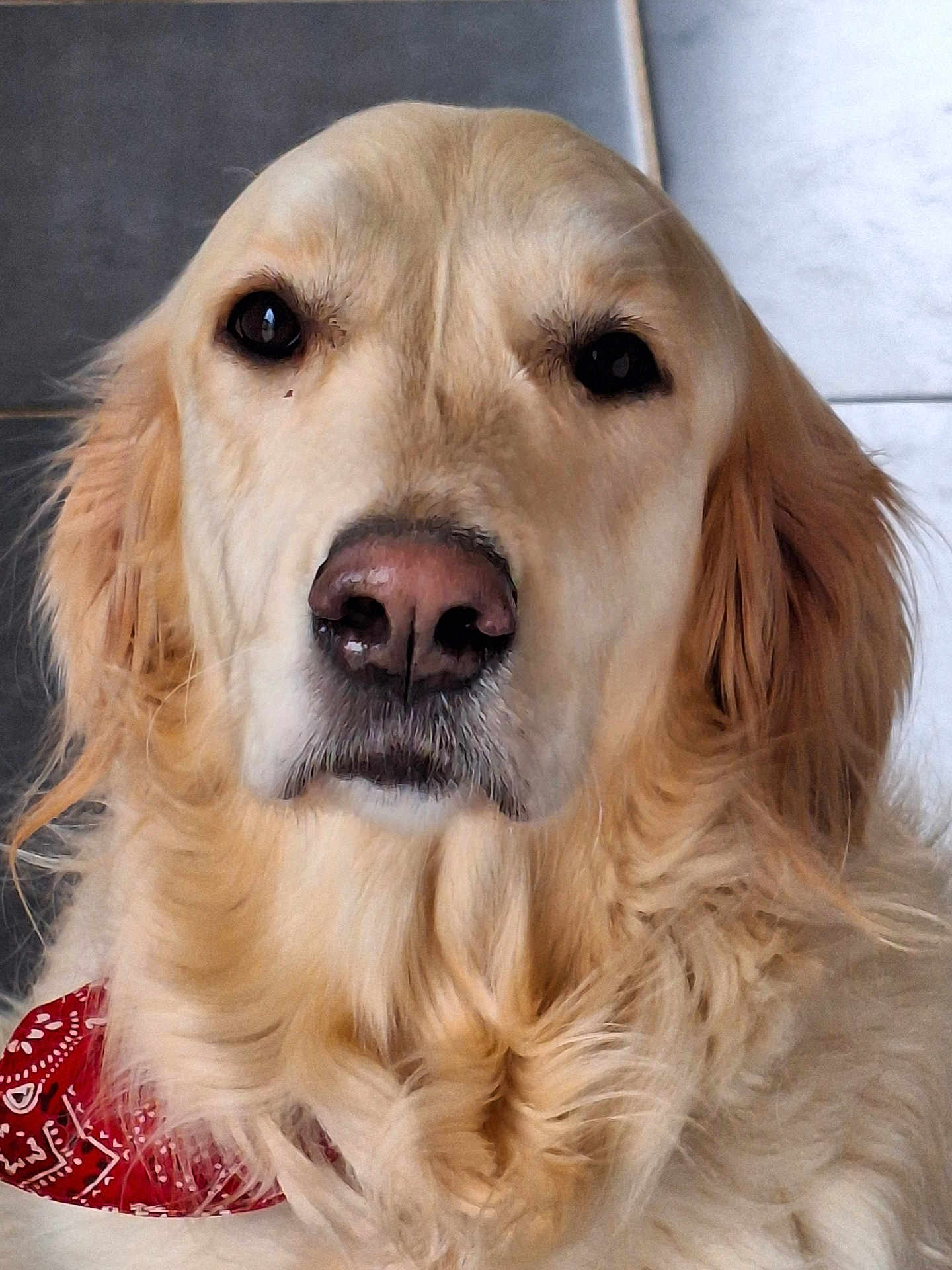 Shana a rejoint le concours — aidez-le/la à gagner de superbes lots ! dog, golden_retriever, pet, animal, close_up, portrait, fur, canine, mammal, red_bandana, indoor, face, nose, ears, whiskers, cute, friendly, companion, domestic_animal, calm