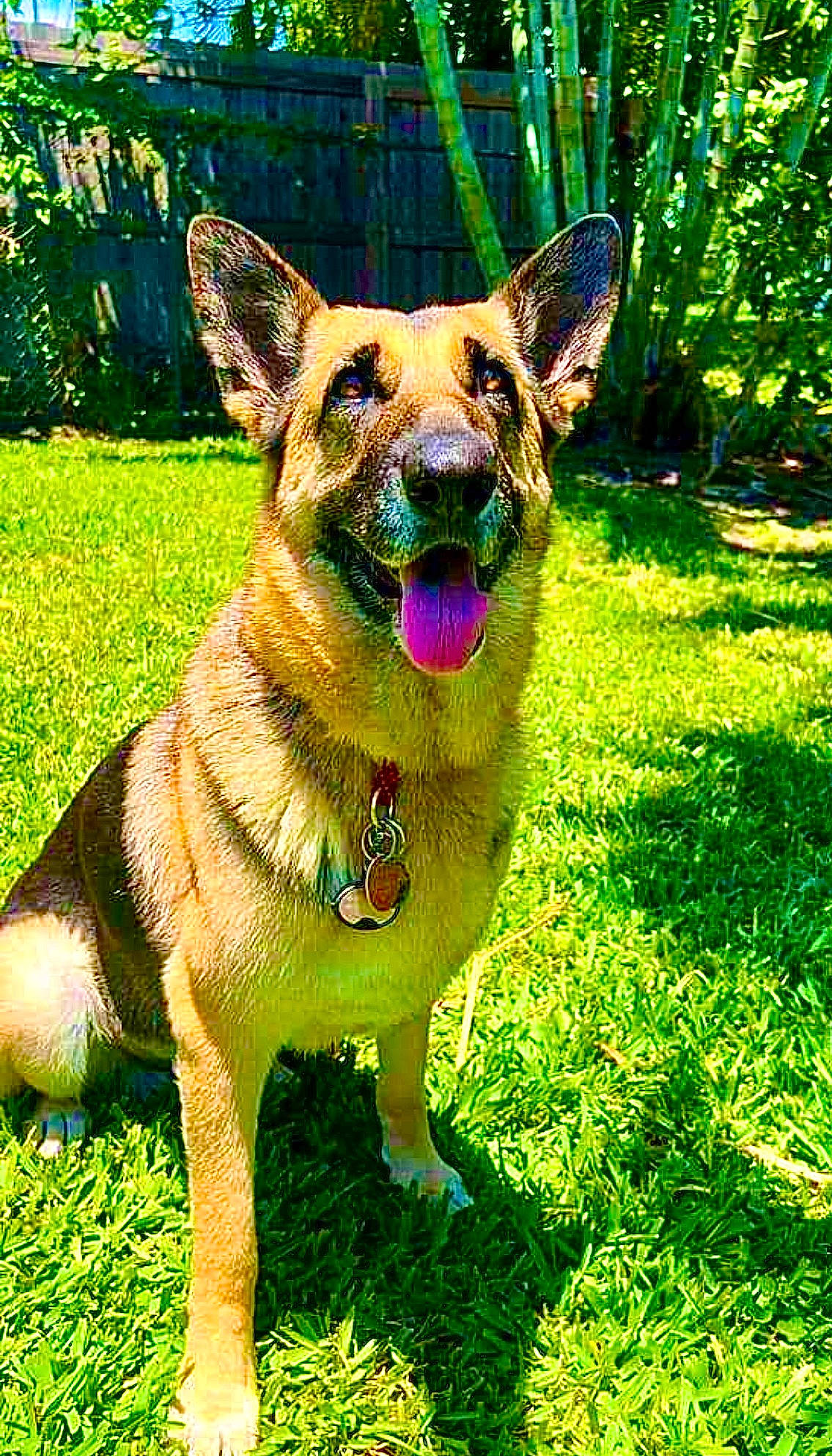 Ruby is registered to the contest to win money with this photo: art, canidae, carnivore, collar, companion_dog, dog, dog_breed, dog_supply, fawn, fur, german_shepherd_dog, grass, plant, snout, sporting_group, tail, terrestrial_animal, whiskers, working_animal, working_dog