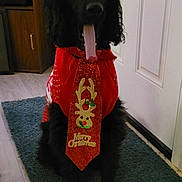 Shoester is registered to the contest to win money with this photo: animal, black_dog, carpet, christmas, christmas_tie, cute, decorations, dog, door, festive, floor, furniture, holiday, holiday_clothing, indoor, pet, sitting, sweater, tie, tongue_out