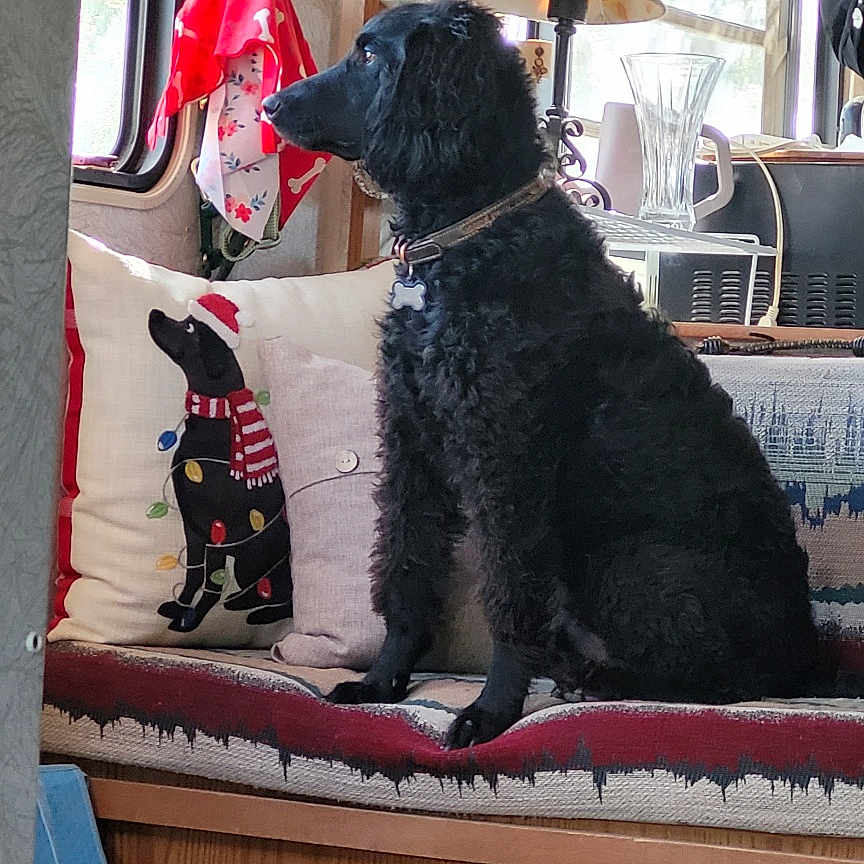 Shoester is registered to the contest to win money with this photo: bench, black_dog, blanket, collar, cozy, curtain, decor, dog, furniture, holiday_decor, home, indoor, lamp, mugs, natural_light, pet, pillow, seated, window, wood_paneling