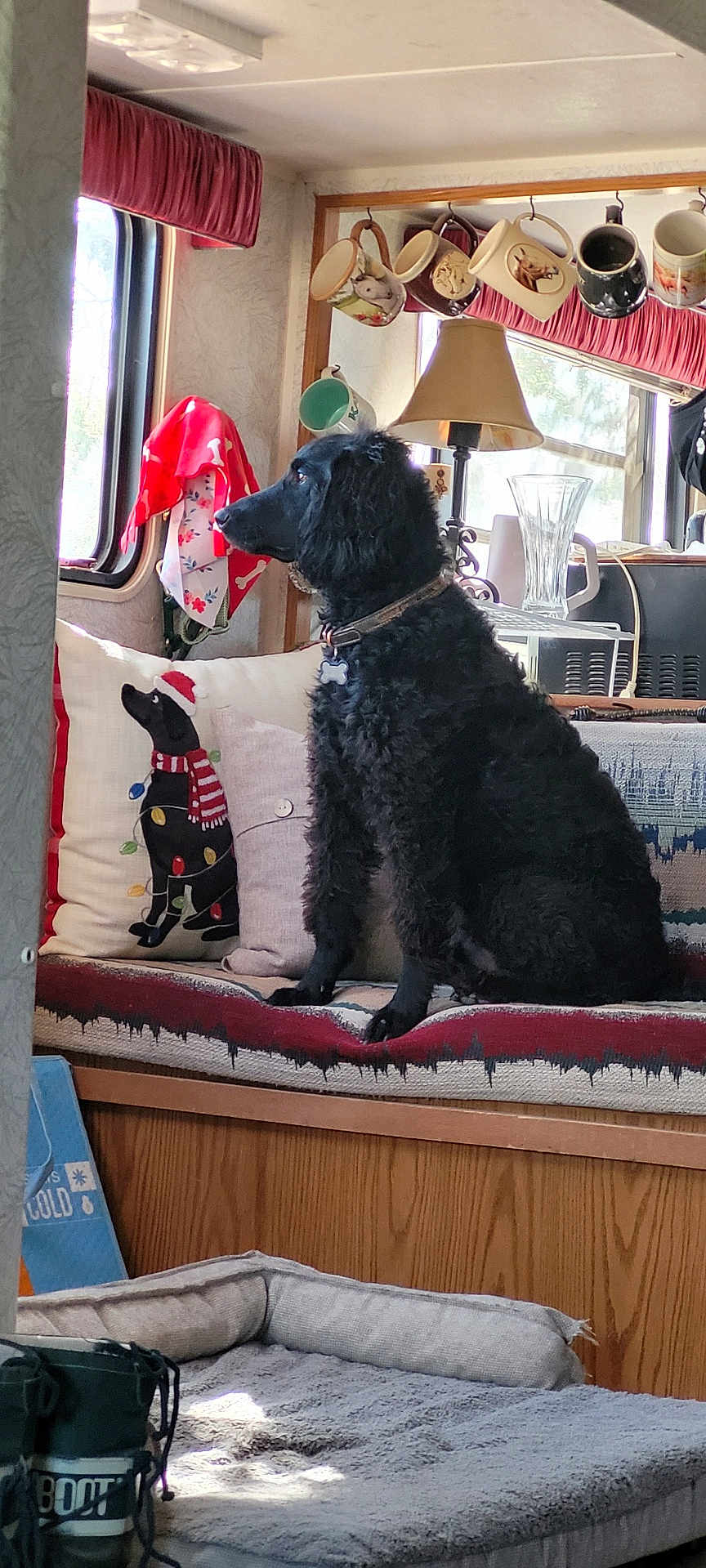 Shoester is registered to the contest to win money with this photo: bench, black_dog, blanket, collar, cozy, curtain, decor, dog, furniture, holiday_decor, home, indoor, lamp, mugs, natural_light, pet, pillow, seated, window, wood_paneling