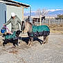 Shoester is registered to the contest to win money with this photo: animal, barn, blue_sky, coat, dog, farm, fence, gravel, hat, horse, leash, mountains, outdoor, person, pony, rural, snow, sunny, tree, winter