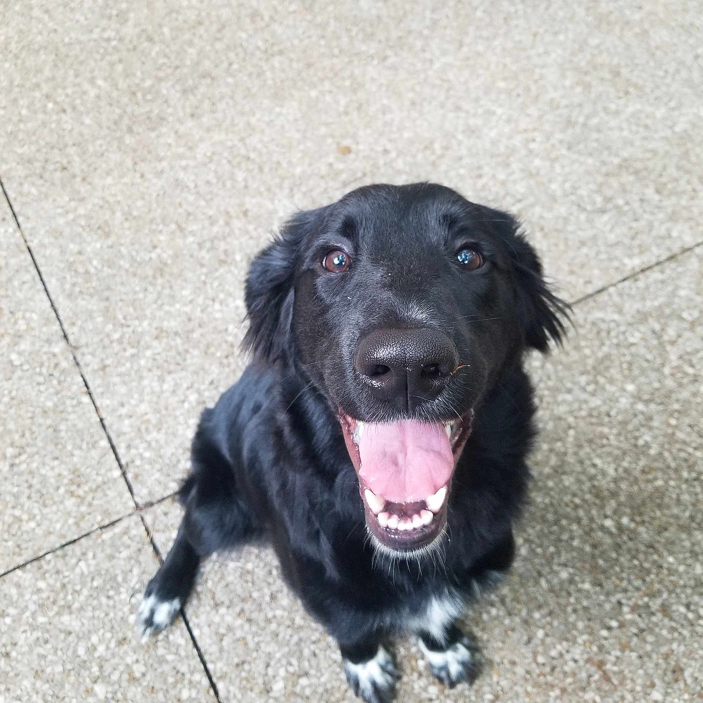 Stella joined the competition — help win amazing prizes! accessories, animal, bodypart, canine, cockerspaniel, dog, goldenretriever, labradorretriever, leash, mouth, path, person, pet, puppy, sidewalk, slate, strap, teeth, tongue, walkway