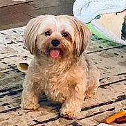 Katy is registered to the contest to win money with this photo: dog, pet, indoor, carpet, toy, blanket, cute, fluffy, small_dog, tongue_out, playful, home, floor, animal, fur, paw, chew_toy, relaxed, cozy, companion