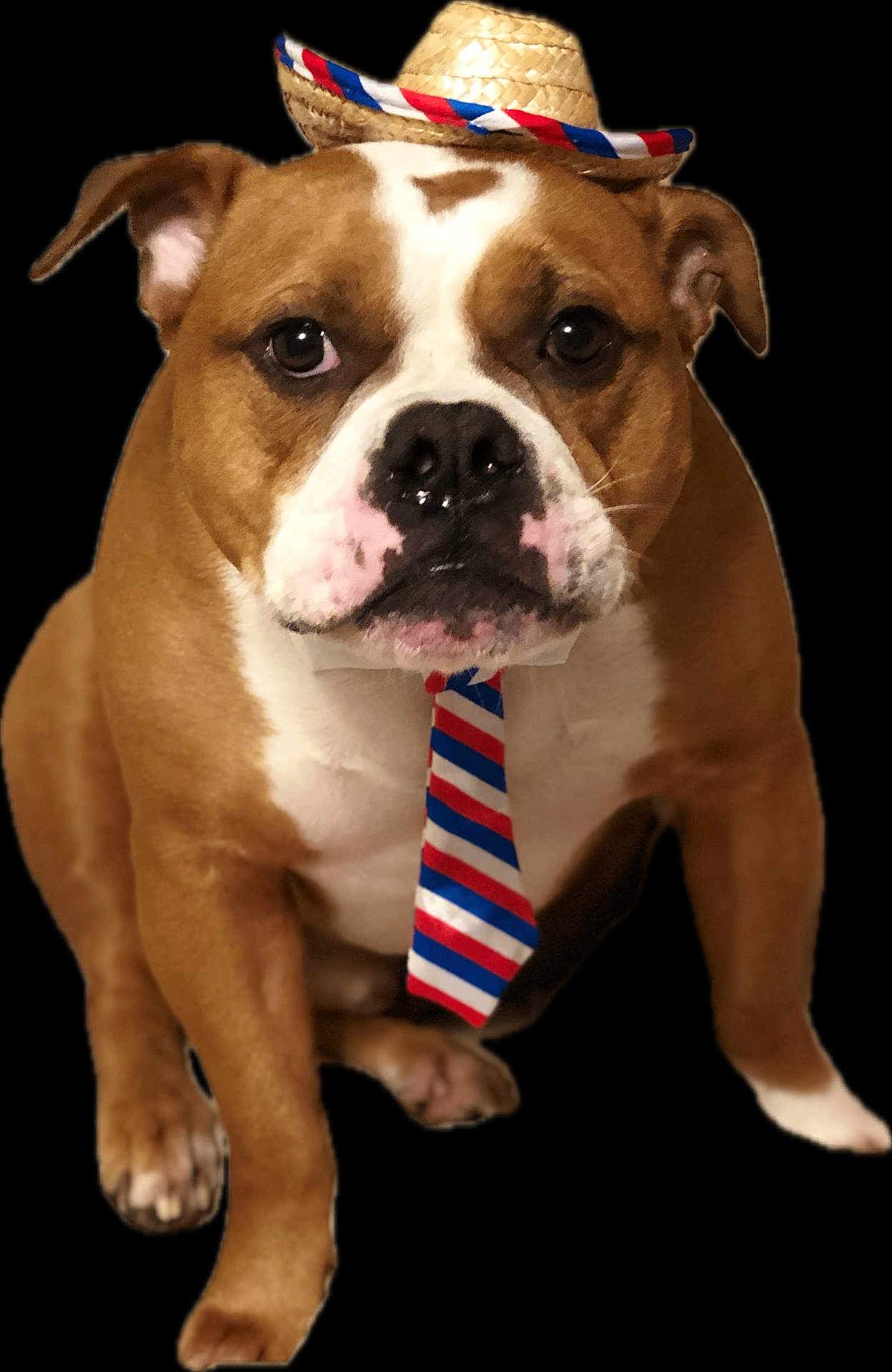 Mr. Bo