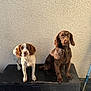 dog, brown_dog, white_dog, pets, animal, outdoor, platform, wall, broom, sunlight, shadow, fur, ears, sitting, looking, companions, domestic_animal, cute, friendly, quiet