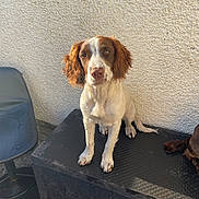 Maisie Moo is registered to the contest to win money with this photo: dog, brown_and_white, sitting, floppy_ears, box, black_box, textured_surface, wall, rough_wall, chair, blue_chair, outdoor, pet, canine, animal, paw, looking_at_camera, daylight, shadow, tail