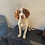 dog, brown_and_white, sitting, floppy_ears, box, black_box, textured_surface, wall, rough_wall, chair, blue_chair, outdoor, pet, canine, animal, paw, looking_at_camera, daylight, shadow, tail
