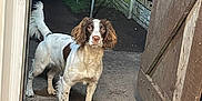 Maisie Moo is registered to the contest to win money with this photo: dog, animal, pet, canine, brown_and_white, tail, door, doormat, concrete_floor, wooden_gate, fence, night, outdoor, pathway, lighting, curious, standing, ears, fur, attention