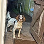 dog, animal, pet, canine, brown_and_white, tail, door, doormat, concrete_floor, wooden_gate, fence, night, outdoor, pathway, lighting, curious, standing, ears, fur, attention