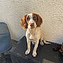 dog, brown_and_white, sitting, floppy_ears, outdoor, sunlight, wall, black_surface, pet, canine, fur, animal, paw, looking_at_camera, daylight, texture, quiet, still, companion, friendly
