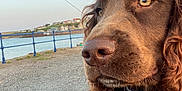 Scooby Doo is registered to the contest to win money with this photo: dog, brown_dog, close_up, collar, harness, pet, animal, outdoor, waterfront, blue_railing, hand, person, sky, clouds, gravel, fence, nature, calm, daylight, portrait