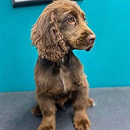 Scooby Doo joined the competition — help win amazing prizes! puppy, dog, brown, curly_ears, portrait, indoor, pet, cute, young_dog, sitting, looking_away, floor_mat, blue_wall, domestic_animal, animal, fur, whiskers, snout, ears, side_view