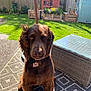 Scooby Doo is registered to the contest to win money with this photo: dog, brown_dog, outdoor, garden, grass, flower_bed, wicker_table, winking, collar, tag, sunlight, patio, fence, blue_shed, plant, wooden_planter, greenery, pet, sitting, cute