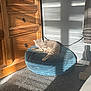Misty joined the competition — help win amazing prizes! cat, sunlight, cushion, blue, wooden_furniture, carpet, indoor, pet, relaxing, tongue_out, shadow, window_blinds, gray_wall, cord, cozy, feline, resting, home, daylight, peaceful