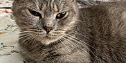 Misty is registered to the contest to win money with this photo: cat, gray_cat, feline, pet, bed, bedspread, floral_pattern, indoor, relaxed, animal, whiskers, ears, fur, wooden_headboard, pillow, closeup, resting, cute, cozy, domestic