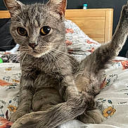 Misty joined the competition — help win amazing prizes! cat, gray_cat, yellow_eyes, bed, bedding, floral_pattern, wooden_headboard, indoor, pet, feline, whiskers, fur, stretching, raised_leg, curious, close_up, domestic_animal, resting, cute, animal