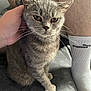 Misty is registered to the contest to win money with this photo: cat, gray_cat, pet, hand, person, sock, puma, leg, indoor, close_up, fur, whiskers, sitting, amber_eyes, soft_surface, domestic_animal, tabby, feline, casual, home