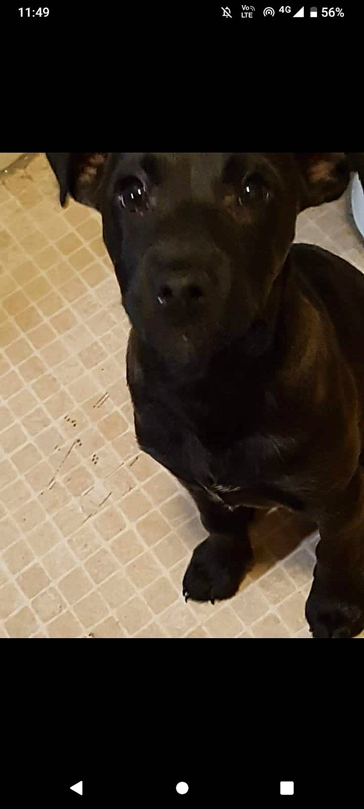 Zeus joined the competition — help win amazing prizes! borador, canidae, carnivore, companion_dog, dog, dog_breed, fawn, flooring, fur, hunting_dog, liver, non_sporting_group, plant, sporting_group, terrestrial_animal, working_animal