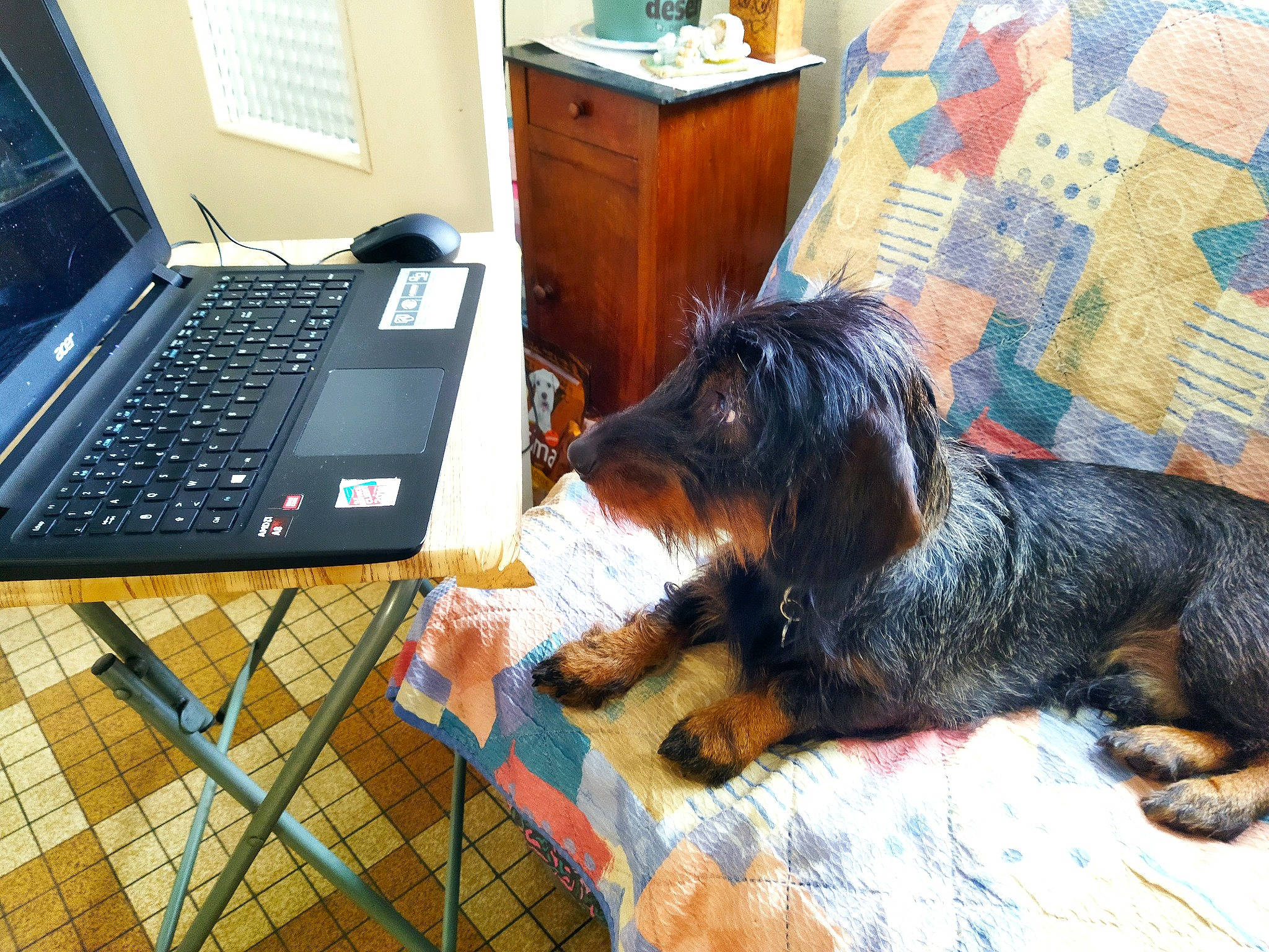 Titus participe au concours pour gagner de l'argent avec cette photo : cabinetry, carnivore, chest_of_drawers, comfort, companion_dog, computer, computer_hardware, dog, dog_breed, dog_supply, drawer, flooring, fur, input_device, laptop, netbook, personal_computer, space_bar, tail, terrier