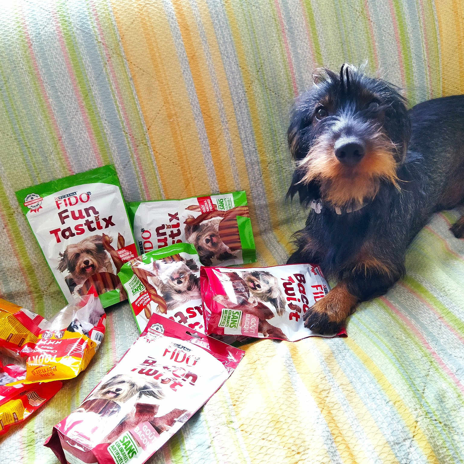 Titus participe au concours pour gagner de l'argent avec cette photo : canidae, carnivore, comfort_food, companion_dog, dog, dog_breed, dog_supply, food, fur, junk_food, liver, pet_food, pet_supply, small_terrier, sporting_group, terrier, toffee, toy_dog, working_animal, yorkipoo
