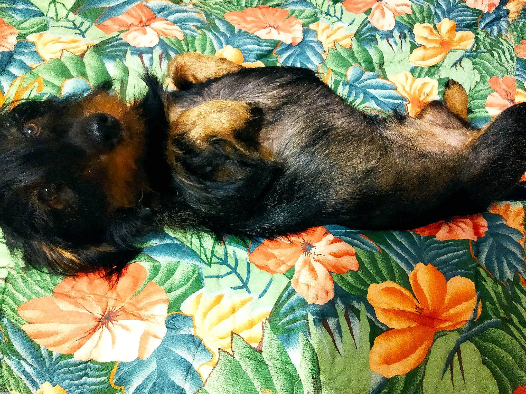 Titus a rejoint le concours — aidez-le/la à gagner de superbes lots ! canidae, carnivore, comfort, companion_dog, dog, dog_breed, fawn, flower, fur, grass, green, groundcover, linens, plant, sharing, snout, sporting_group, terrestrial_animal, working_animal, working_dog