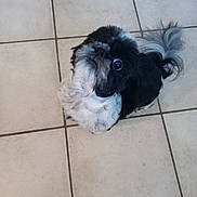 Ruby participe au concours pour gagner de l'argent avec cette photo : adorable, animal, black_and_white, companion, curious, cute, dog, domestic_animal, floor, fluffy, friendly, fur, indoor, looking_up, pet, sitting, small_dog, tail, tile_floor, waiting