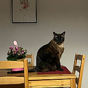 Neo participe au concours pour gagner de l'argent avec cette photo : black, brown, cat, chair, dining_room, feline, flower_pot, flowers, framed_art, furniture, home, indoor, pet, plant, portrait, serious, sitting, table, wall, wood