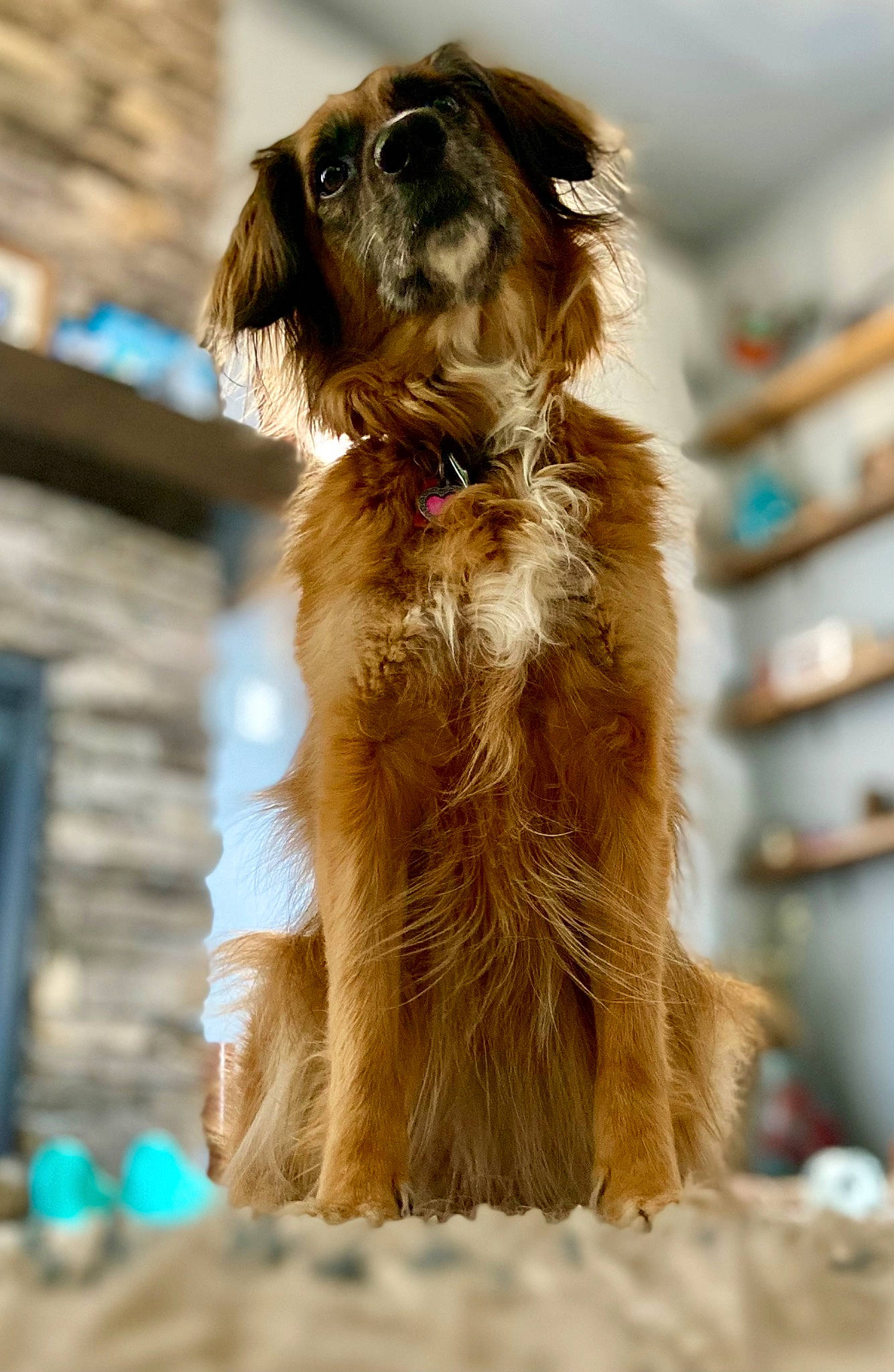 Indiana joined the competition — help win amazing prizes! carnivore, companion_dog, dog, dog_breed, fur, liver, puppy, snout, spaniel, sporting_group, terrestrial_animal, terrier, whiskers, working_animal, working_dog