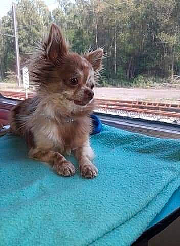 Ninho participe au concours pour gagner de l'argent avec cette photo : canidae, carnivore, companion_dog, dog, dog_breed, fawn, felidae, fur, grass, liver, sky, snout, sporting_group, tail, terrestrial_animal, toy_dog, tree, whiskers, windshield, wood